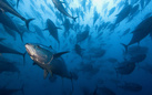 Yann Arthus-Bertrand e Brian Skerry. Pianeta Mare