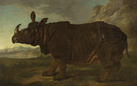 Clara, il rinoceronte che stregò l'Europa