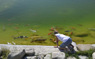 Italian Koi Show