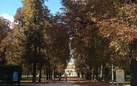 #IORESTOACASA, LA CULTURA NON SI FERMA: ALLA SCOPERTA DEI 140 ALBERI MONUMENTALI DEL DUCATO ESTENSE