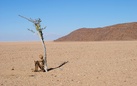 59. Esposizione Internazionale d’Arte – La Biennale di Venezia. Padiglione della Namibia - Renn. The Lone Stone Men of the Desert