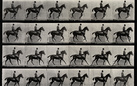 Muybridge Recall