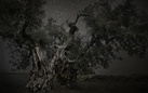 Arborea. I monumenti vegetali di Federica Galli e Beth Moon