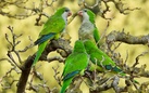 Biodiversità a Roma