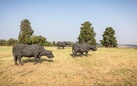 Massimo Listri. A perfect day / Davide Rivalta. My land