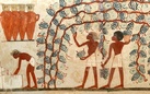 Il vino nell’Antico Egitto