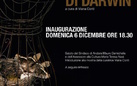 Carla Iacono. Le Spose di Darwin