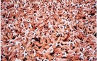 Spencer Tunick. Nudes