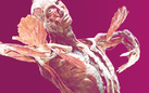 BODY WORLDS - Vital