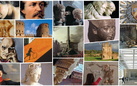 Appuntamenti online del Sistema Musei in Comune