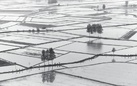 Gianni Berengo Gardin. Il racconto del riso