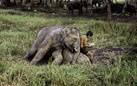 Steve McCurry. Animals