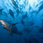 Yann Arthus-Bertrand e Brian Skerry. Pianeta Mare