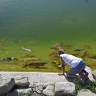 Italian Koi Show