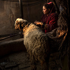 Isole che parlano di fotografia - Monika Bulaj. Broken Songlines