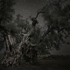 Arborea. I monumenti vegetali di Federica Galli e Beth Moon