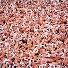 Spencer Tunick. Nudes