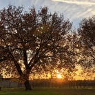 Atlante regionale degli Alberi Monumentali di Puglia