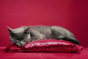 Gatti, pillole e pellicola. <i>ToiletWalter PaperChandoha</i> alla Milan Design Week